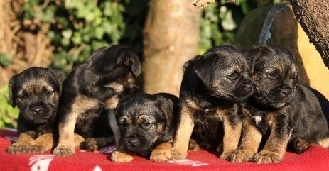 are border terriers good dogs