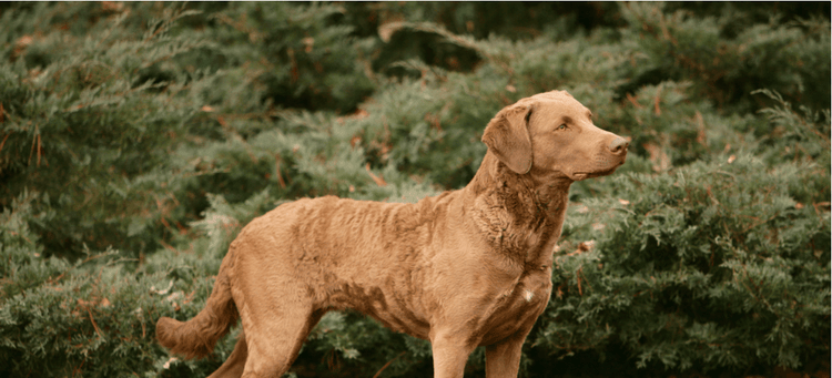 A side-profile of a Chesapeake Bay Retriever.