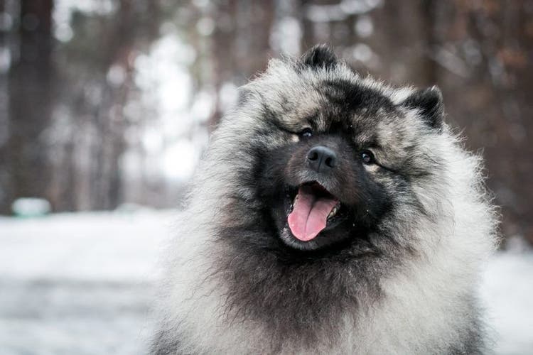 Selecting a Keeshond