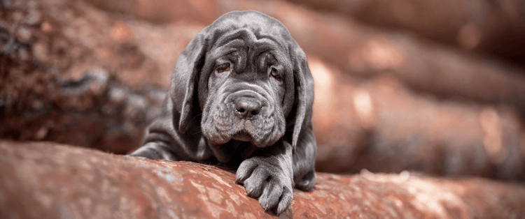Selecting a Neapolitan Mastiff