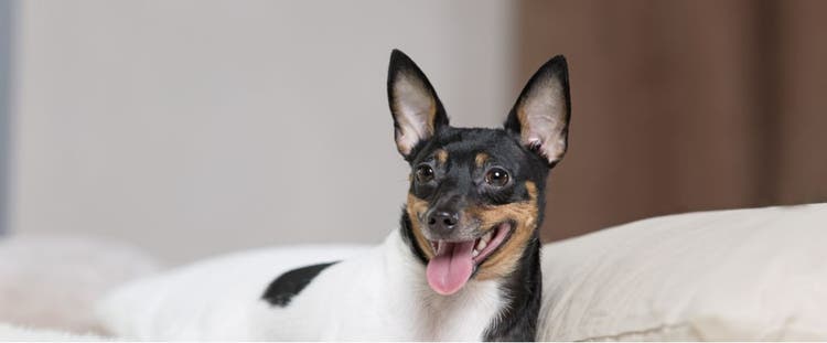 A Toy Fox Terrier takes a rest.