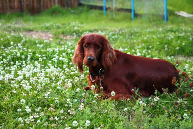 Breed details and history of Irish Setters.