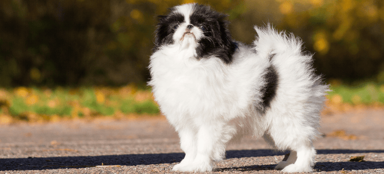 Selecting a Japanese Chin