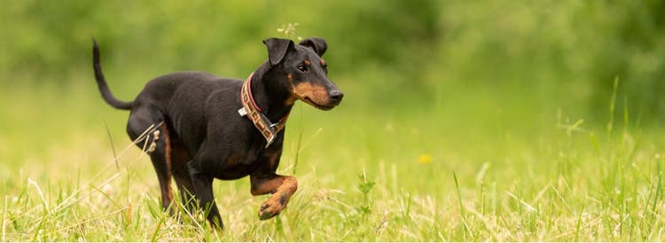 A Manchester Terrier runs in a green meadow.