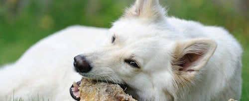 White german shepherd double coat top