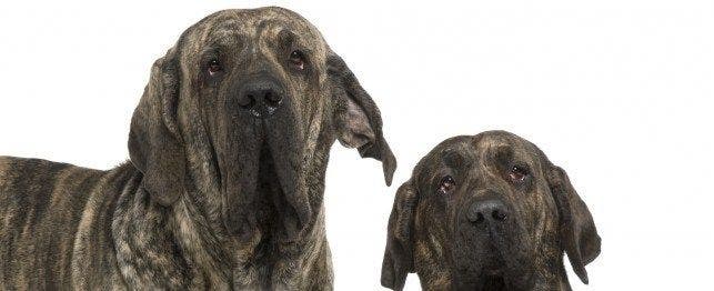 Fila Brasileiro