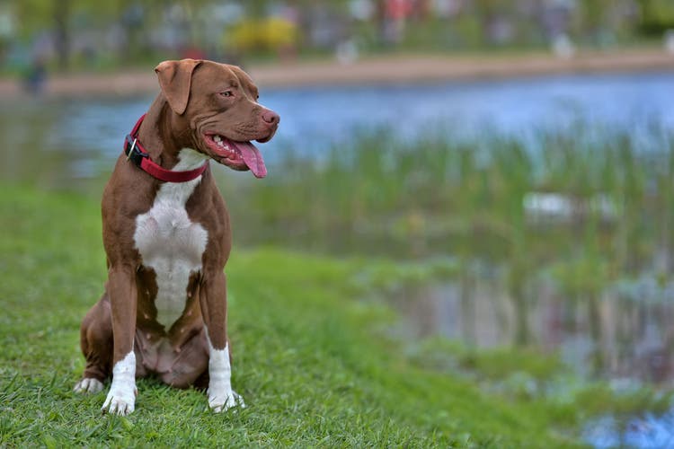 pit bull temperament