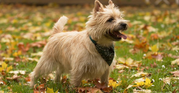 Choosing a Cairn Terrier