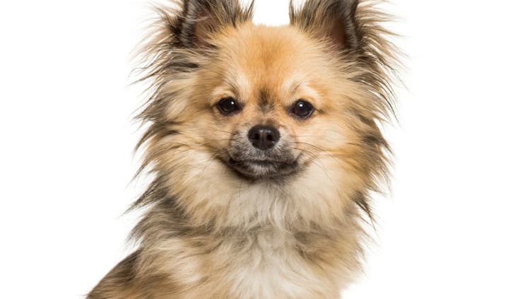 A fluffy Chi-Chi stares into the camera.