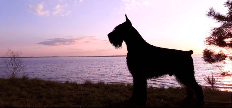 A Giant Schnauzer at dusk.