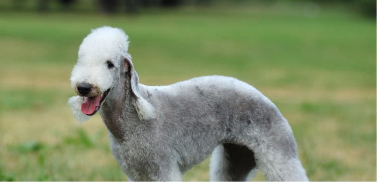 Look, behavior, and history of the Bedlington Terrier.