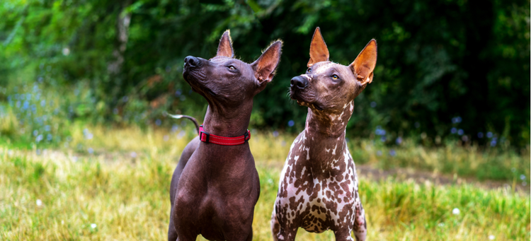 Two Xoloitzcuintli dogs stare up at the trees in the park.