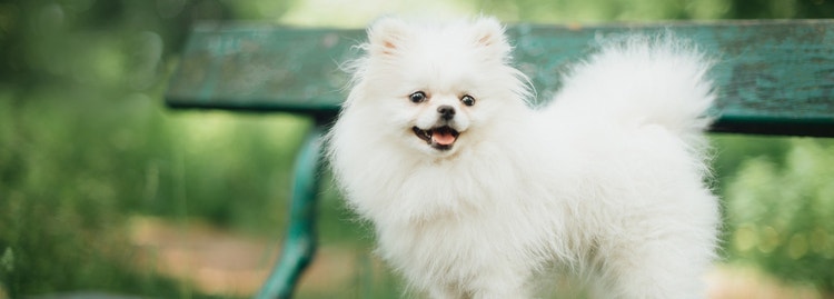 A cute, white Pomeranian.