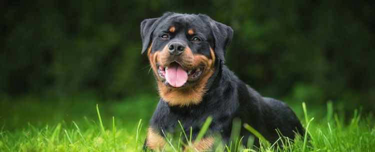 An adorable Rottweiler sits in a meadow.