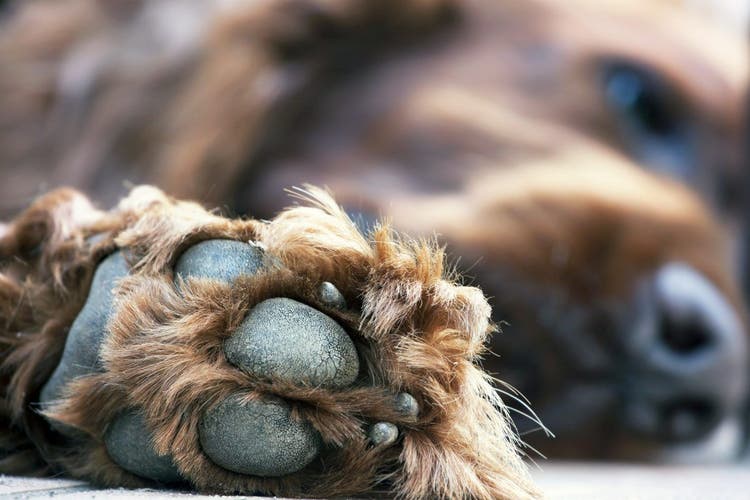 A brown dog's black paw pads pressed nearly against the camera.