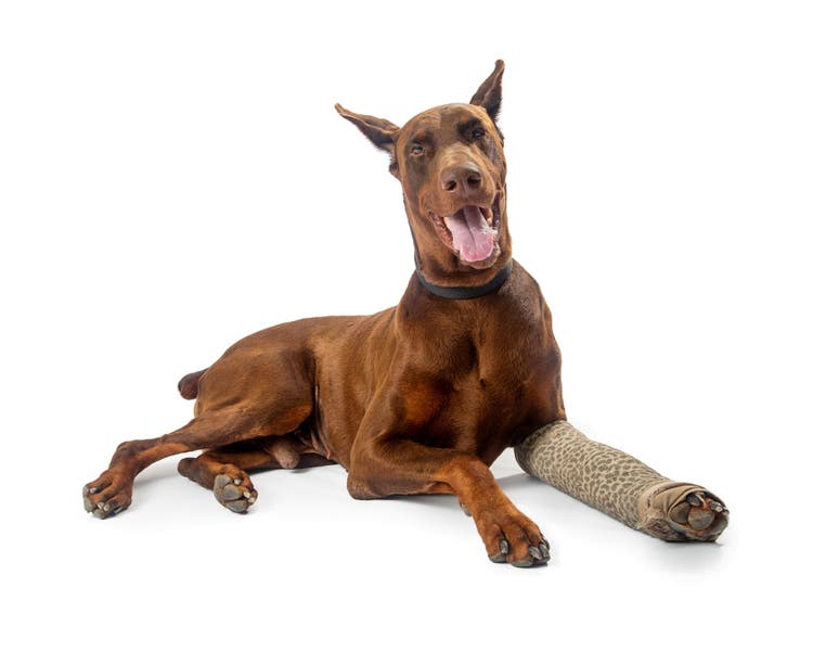 pelvis fracture in dogs