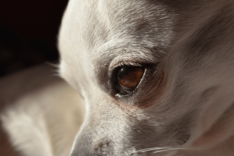 A dog's left eye showing no signs of strabismus.