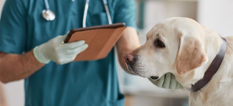 Always have your vet examine your dog if they suffer from any of these symptoms.