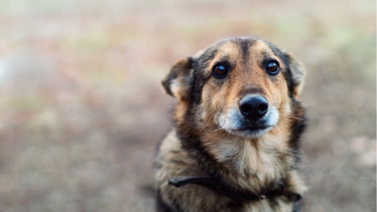 A dark dog with sad eyes stares into the camera.