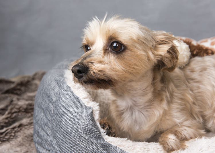 skin tags in dogs
