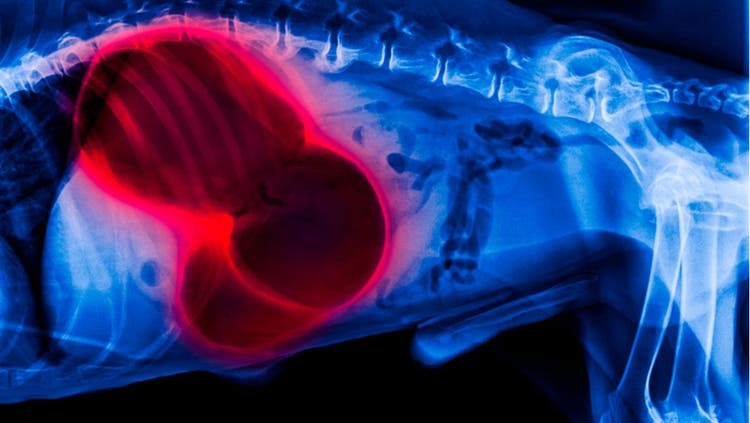 An x-ray image of a dog's bloated abdomen.
