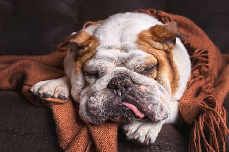 induce vomiting in dogs