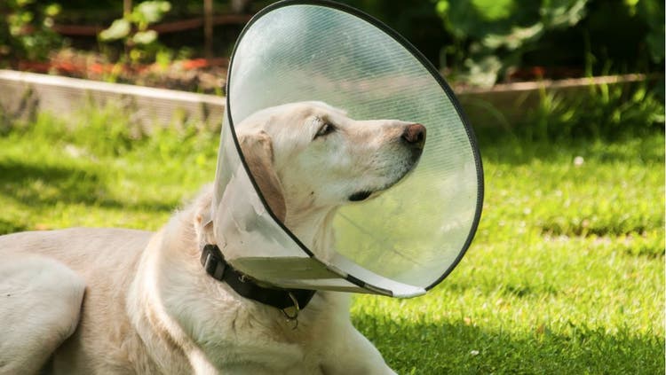 Bite Wounds in Dogs