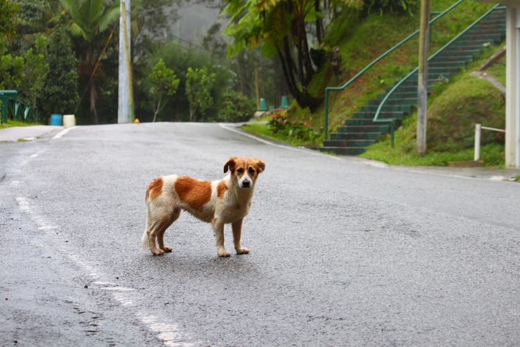 automobile injury in dogs