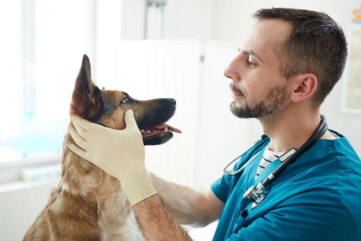 Chagas Disease in Dogs