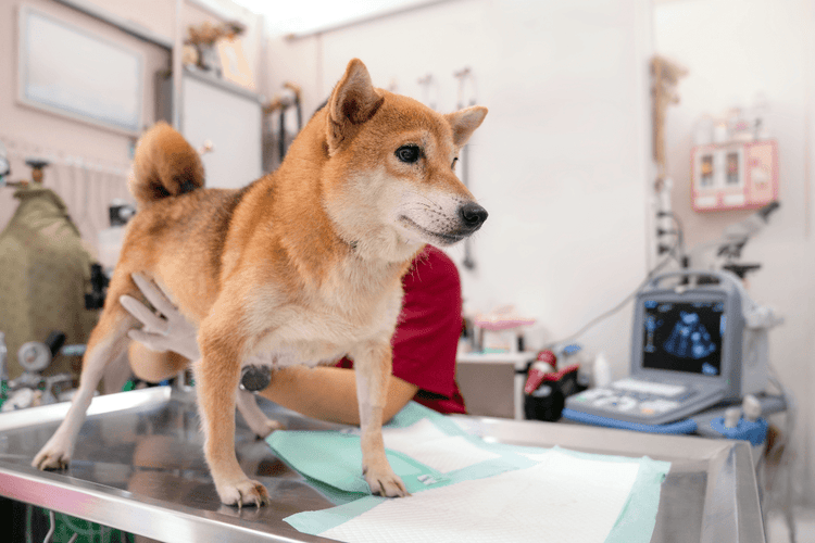 A veterinarian examines a dog for signs of orchitis
