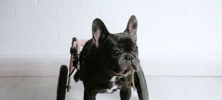 A dog following limb amputation surgery.