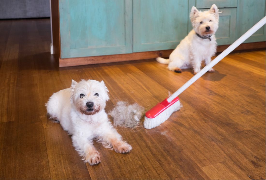 Dog mom sweeping up shedding from her two pets.