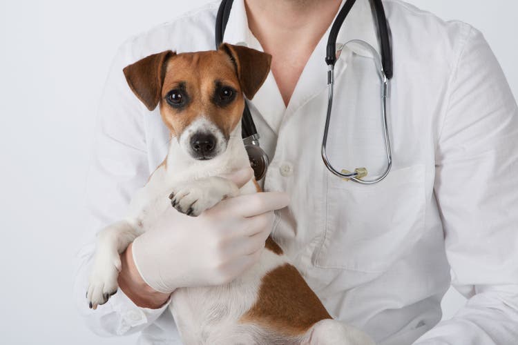 atropine for dogs and cats
