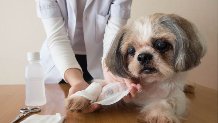 First Aid for Your Dog