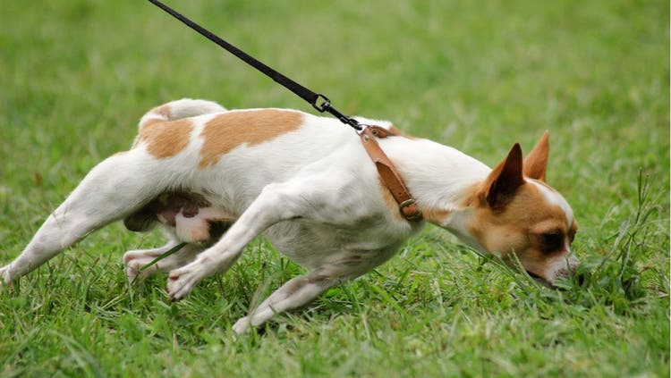 How to Capture and Restrain a Dog