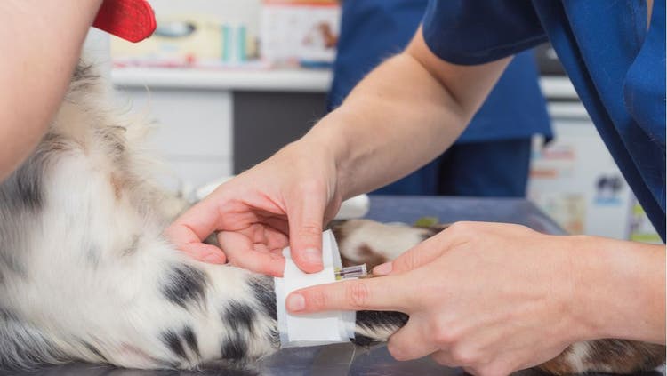 Guide to Common Dog Emergencies