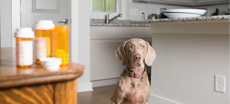 A dog considering swallowing human medicine.