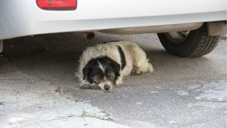 Injured Wild Dog