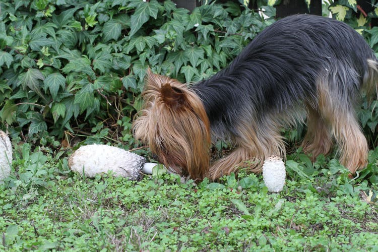 poisoning in dogs