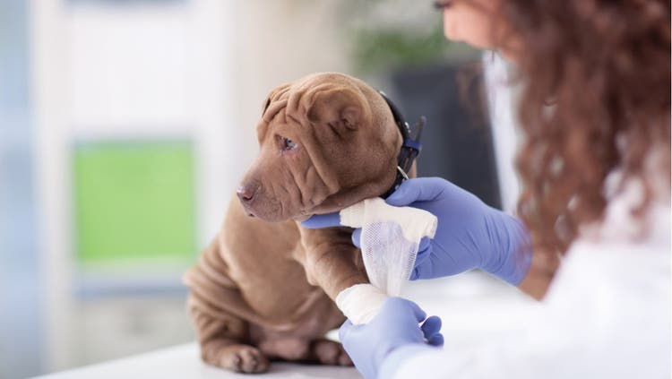 Dog Emergency