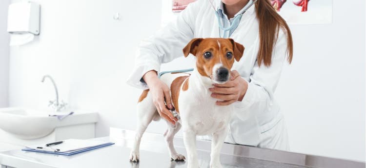 A dog gets examined with a stethoscope by their veterinarian.