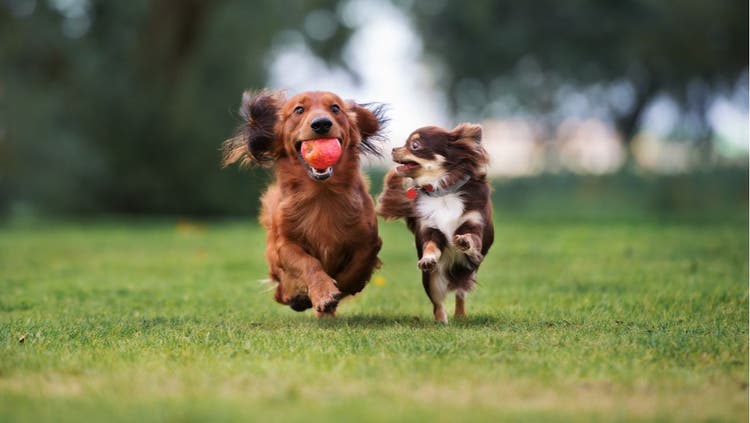 2009 Dog Breeds