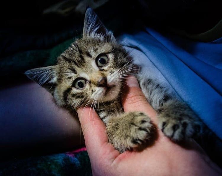 scared cat