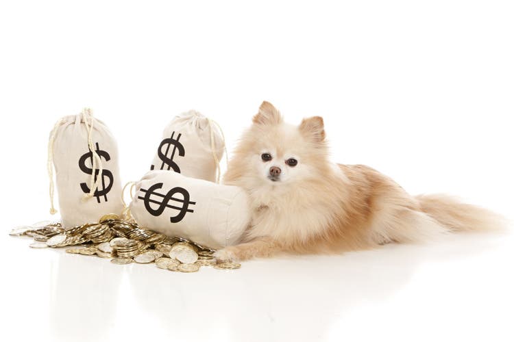 A fluffy dog poses with some bags of money.