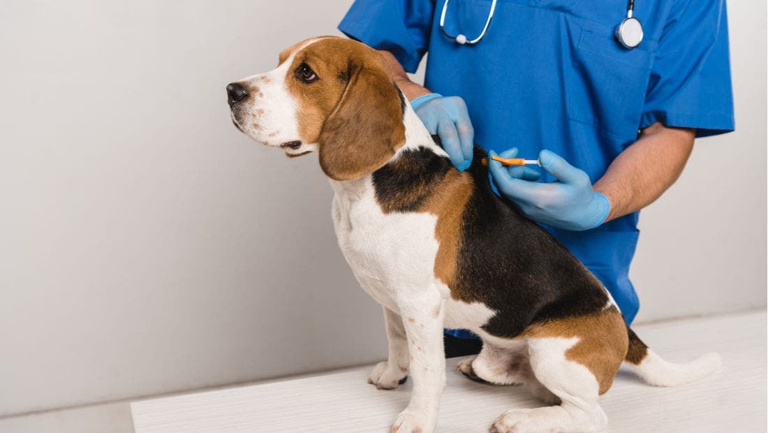 Check The Chip Day An Overview of Microchipping Your Dog