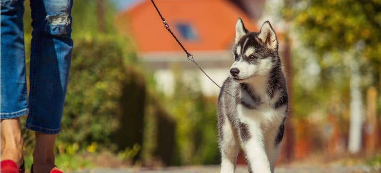 A Husky puppy goes for their first walk with their pet parent.