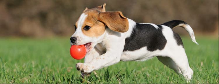 A beagle fetches a red ball in the park.