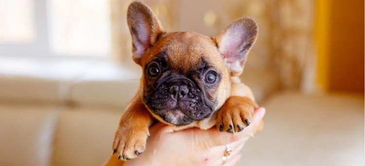 A tiny and adorable Frenchie puppy.