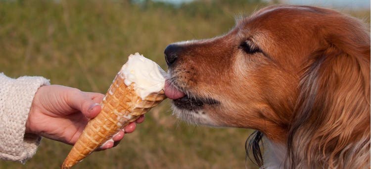 A red-haired dog eats a vanilla ice cream cone.