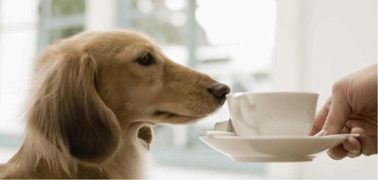 A dog sniffs a cup of coffee.